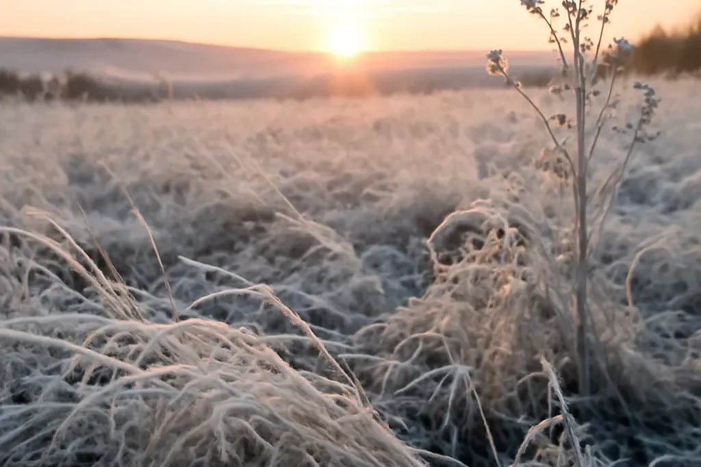 Gelée blanche matinale sur un plateau de Franche-Comté